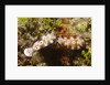 Tryon's Riabecia Nudibranchs trail each other by Anonymous