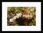 Tryon's Riabecia Nudibranchs trail each other by Anonymous