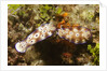 Tryon's Riabecia Nudibranchs trail each other by Anonymous