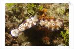 Tryon's Riabecia Nudibranchs trail each other by Anonymous