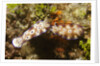 Tryon's Riabecia Nudibranchs trail each other by Anonymous