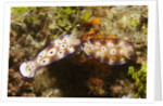 Tryon's Riabecia Nudibranchs trail each other by Anonymous