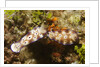 Tryon's Riabecia Nudibranchs trail each other by Anonymous