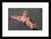 Many-Lober Ceratosoma by Anonymous