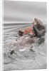 Southern Sea Otters eats a crab by Anonymous