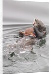 Southern Sea Otters eats a crab by Anonymous