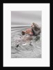 Southern Sea Otters eats a crab by Anonymous