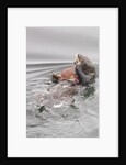 Southern Sea Otters eats a crab by Anonymous