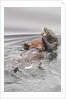 Southern Sea Otters eats a crab by Anonymous