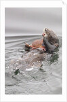 Southern Sea Otters eats a crab by Anonymous