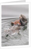 Southern Sea Otters eats a crab by Anonymous