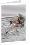 Southern Sea Otters eats a crab by Anonymous