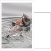 Southern Sea Otters eats a crab by Anonymous