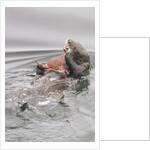 Southern Sea Otters eats a crab by Anonymous