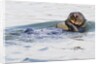 Southern Sea Otter eats a clam by Anonymous