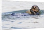 Southern Sea Otter eats a clam by Anonymous
