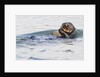 Southern Sea Otter eats a clam by Anonymous