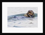 Southern Sea Otter eats a clam by Anonymous