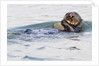 Southern Sea Otter eats a clam by Anonymous