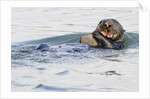 Southern Sea Otter eats a clam by Anonymous