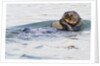 Southern Sea Otter eats a clam by Anonymous