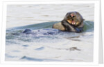 Southern Sea Otter eats a clam by Anonymous