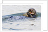 Southern Sea Otter eats a clam by Anonymous