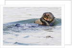 Southern Sea Otter eats a clam by Anonymous