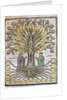 Llull, Ramon (1233/1235-1315/1316) by Anonymous