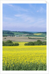 Canola Field by Anonymous