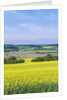Canola Field by Anonymous