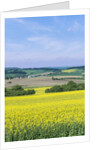 Canola Field by Anonymous