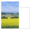 Canola Field by Anonymous