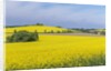 Canola Field by Anonymous