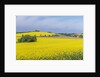 Canola Field by Anonymous