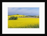 Canola Field by Anonymous