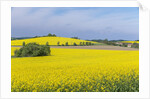 Canola Field by Anonymous
