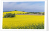Canola Field by Anonymous