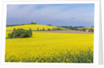 Canola Field by Anonymous