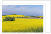 Canola Field by Anonymous