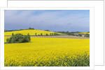 Canola Field by Anonymous