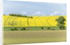 Spring Farm Fields by Anonymous