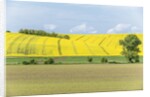Spring Farm Fields by Anonymous