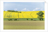 Spring Farm Fields by Anonymous