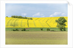 Spring Farm Fields by Anonymous