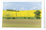 Spring Farm Fields by Anonymous