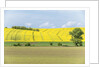 Spring Farm Fields by Anonymous