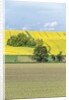 Spring Farm Fields by Anonymous