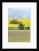 Spring Farm Fields by Anonymous