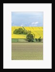 Spring Farm Fields by Anonymous